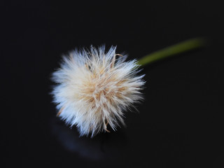 pequeña flor algodón diente de león fondo negro
