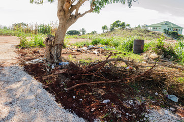 Underneath Lebbek Tree