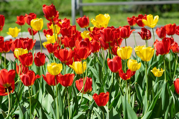 red, yellow, multicolored tulips grow in a flower bed in a city Park next to a pedestrian path