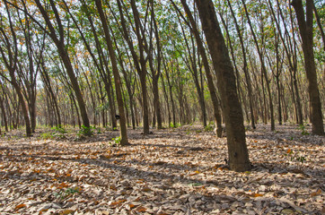 Beautiful trees and shadows in rubber plantation
