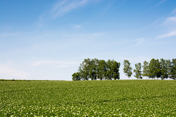 白い花が咲いたジャガイモ畑