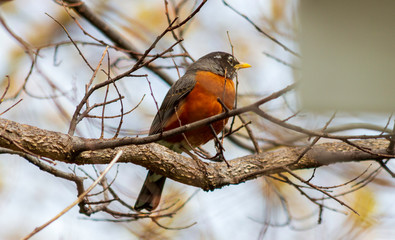 American Robin