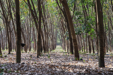 Way in the trees in rubber plantation
