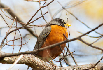 American Robin