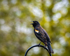 Red-winged black bird perching and vocalizing