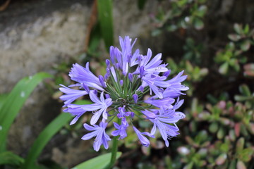 Purple flower