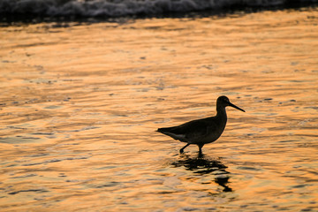 Gaviota caminando en el agua en playa durante puesta de sol