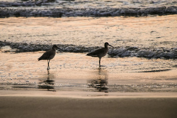 Gaviotas en el mar en puesta de sol