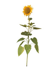 Fototapeta premium sunflower isolated on white