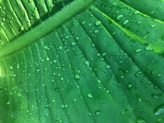green leaf with water drops