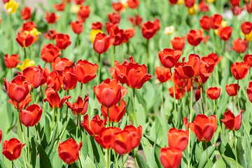 many colorful flowers, red and yellow tulips grow in a flower bed in the city Park near the pedestrian path