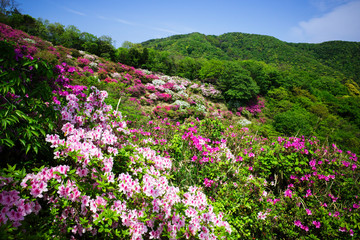 ツツジが美しい五本松公園（島根県）