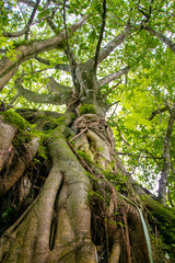 Obraz premium Vista de árbol desde abajo con raíces y moho
