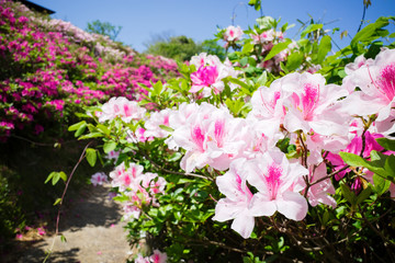 ツツジが美しい五本松公園（島根県）