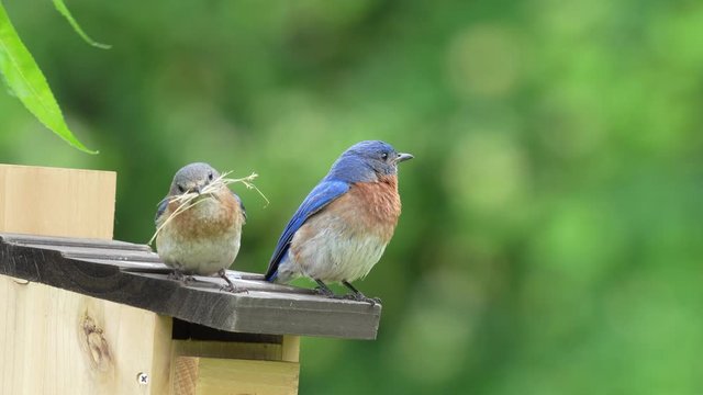 Male & Female Eastern Bluebird on top of birdhouse.