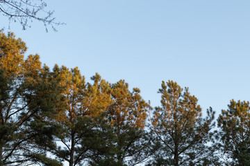 Fototapeta na wymiar The sun shining down on tall pine trees as it is beginning to set.