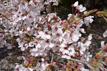 桜