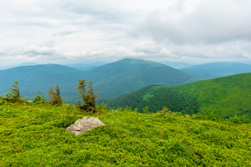 alpine meadows of mnt. runa, ukraine. trees on the hill. beautiful nature landscape of carpathian mountains in summer. cloudy weather