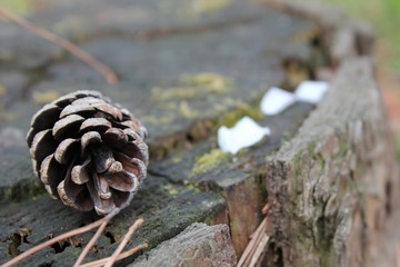 close up of pine cones