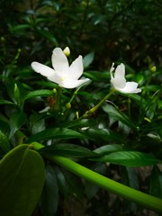 All Kerala gardens are blessed with this lily-like the pleasure of white.