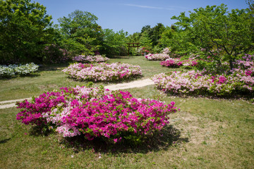 満開のツツジが美しい五本松公園（島根県）