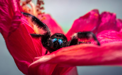 Jumping spider Valentine