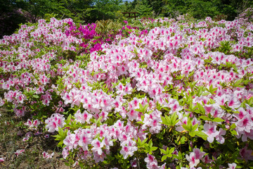 満開のツツジが美しい五本松公園（島根県）