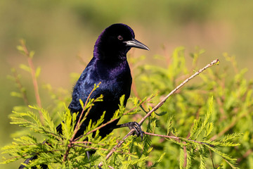 Breeding Plummage