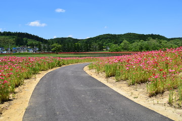 ポピー畑と道