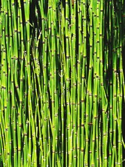 Full Frame Shot Of Green Bamboo Grove