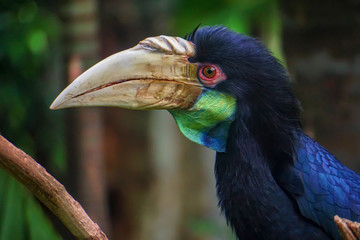 Macaw bird