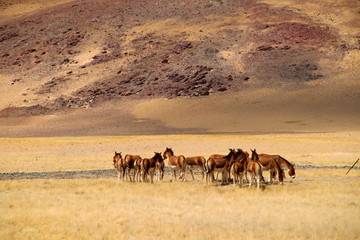 Fototapeta na wymiar Under the snowy mountains of the plateau, swarms of wild asses enjoy the large grassland leisurely