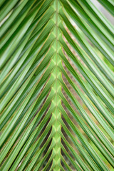 palm leaf texture background