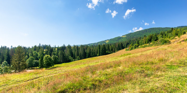grassy meadows of mountainous landscape in summer. idyllic mountain landscape on a sunny day. beech and spruce forests around
