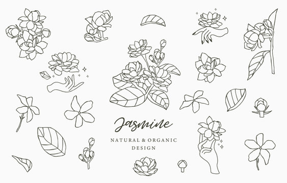 Black Jasmine logo collection with leaves.Vector illustration for icon,logo,sticker,printable and tattoo
