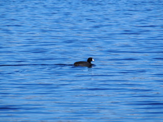 American Coots Floating on Lake