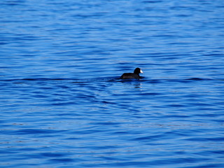 American Coots Floating on Lake