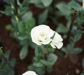 White flower in nature.