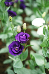 Purple rose flower.