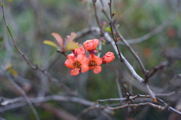 Japanese quince flowers - spring time