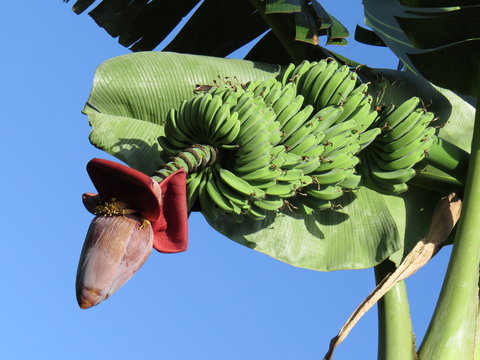 Fresh banana fruit on the tree.