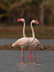 The greater flamingo is the most widespread and largest species of the flamingo family. making love with pair in beautiful ambiance and cool light.