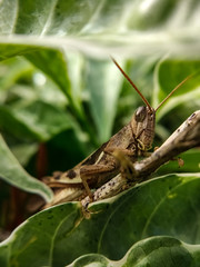 Eye glance of the grasshopper on a leaf