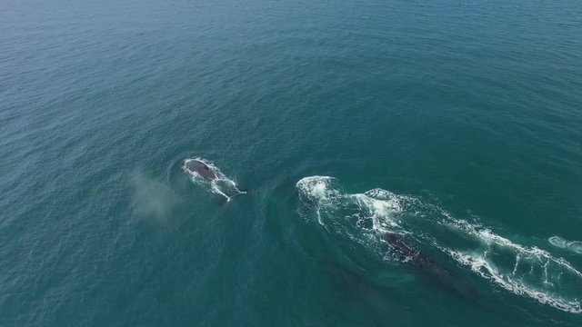 Humpback Whale Watching off Isla Conadora, Las Perlas Panama