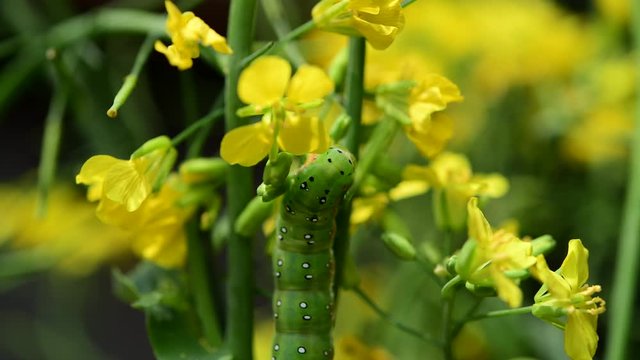アヤモクメキリガの幼虫、つぼみ菜の花の蕾がお気に入り。ムシャムシャ食欲旺盛。からだが少し透けて中が動いてるようです。生命。昆虫素材