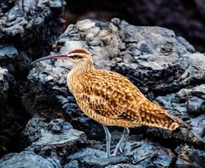Galapagos Bird, rocks, animal, wildlife, wild, ocean, sea, beak, Galapagos, Ecuador