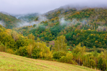 Fototapeta premium forest on hill in mist at sunrise. wonderful autumnal countryside landscape