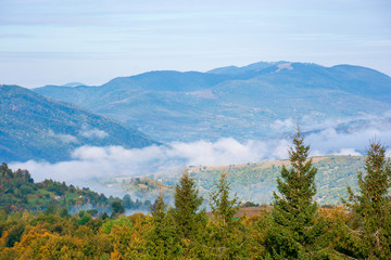 mountain scenery on early autumn morning.  open view with forest on the meadow in front of a distant valley full of fog. stunning nature view. separate ridges on both sides. sunny weather