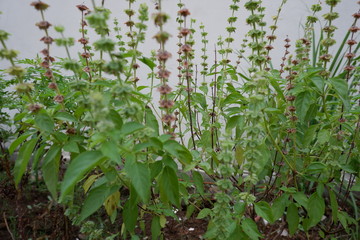 wild flowers in the garden