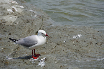 Wild bird on the shore